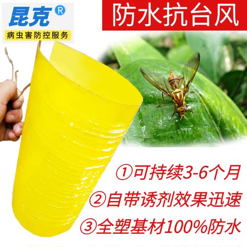 昆克瓜果实蝇粘胶板杀果苍蝇针蜂贴蜜锋诱捕器性引诱药剂黄粘虫板 - 图0