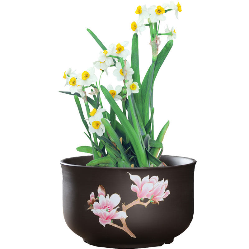 睡莲碗莲专用铜钱草紫砂大口径创意水养无孔陶瓷水培水仙金鱼盆缸,淘宝优惠券,粉丝福利购,淘宝优惠卷