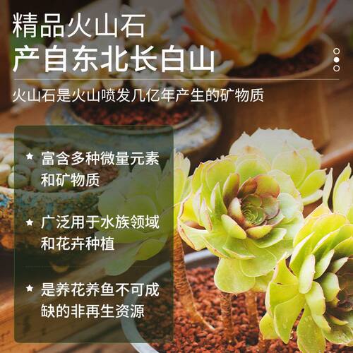 火山石颗粒养花兰花专用养鱼造景兰花多肉铺面石透气鱼缸火山岩 - 图0