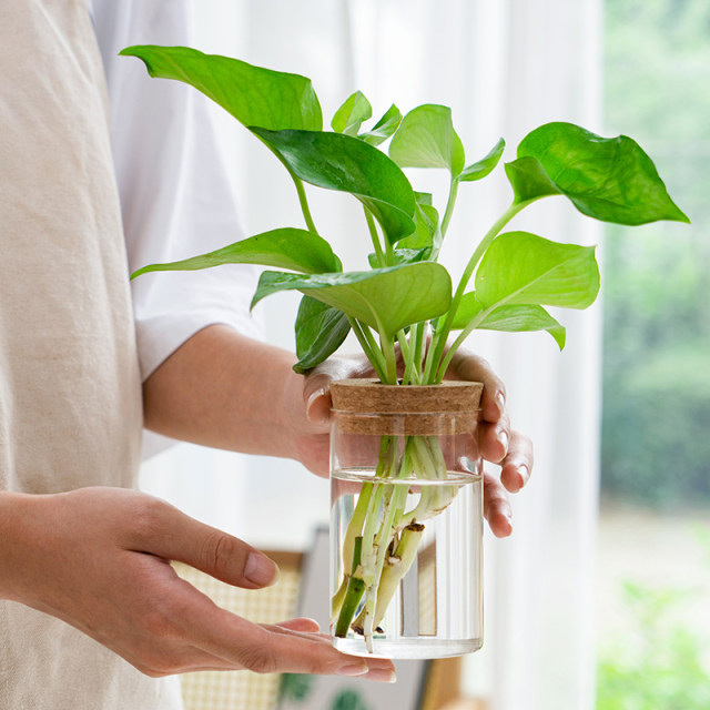 ໂປ່ງໃສ, ງ່າຍດາຍ, ພືດ hydroponic ສ້າງສັນ, ແກ້ວແກ້ວ, radish ສີຂຽວຍົກນ້ໍາ, ທູບເກົ້າໄມ, podocarpus, vase ພືດ potted