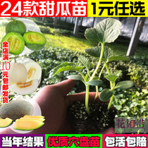 Sweet Melon Seedling Spring Balcony Potted Melon Fruits Seed Patio Vegetable Slim Horn Crisp Hammeguain Melon Seedlings