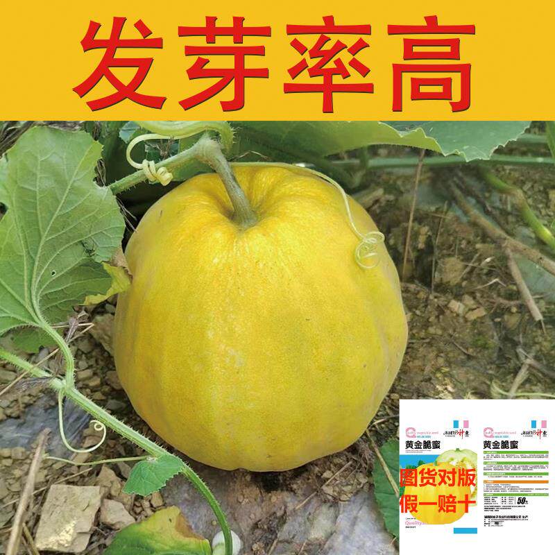 黄金脆蜜甜瓜种子早熟薄皮球形黄色拉人家用室内阳台清香甜瓜