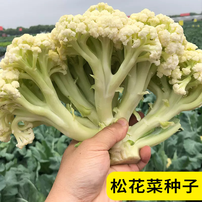 进口松花菜种子青梗花椰菜紧花菜种子四季春夏秋播种好吃