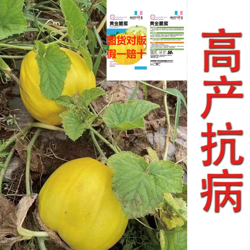 黄金脆蜜甜瓜种子早熟薄皮球形黄色拉人家用室内阳台清香甜瓜