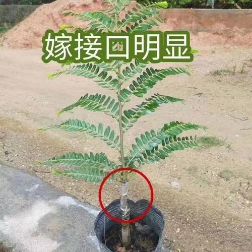 超大油甘果苗正宗嫁接苗盆栽地栽当年结果苗特甜红油甘果树苗南方 - 图2