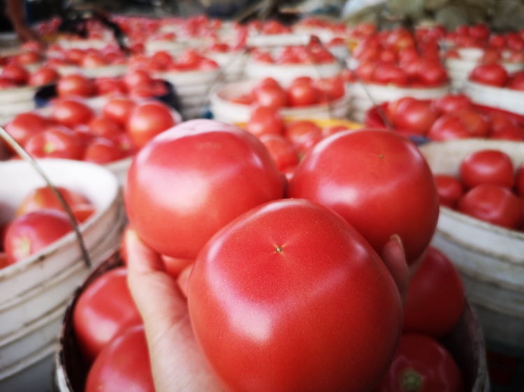 四川攀枝花沙瓤西红柿新鲜老品种番茄4.5斤自然熟生吃大蔬菜-图2