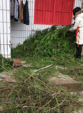 野生柏树枝柏丫熏肉腊肉圣诞