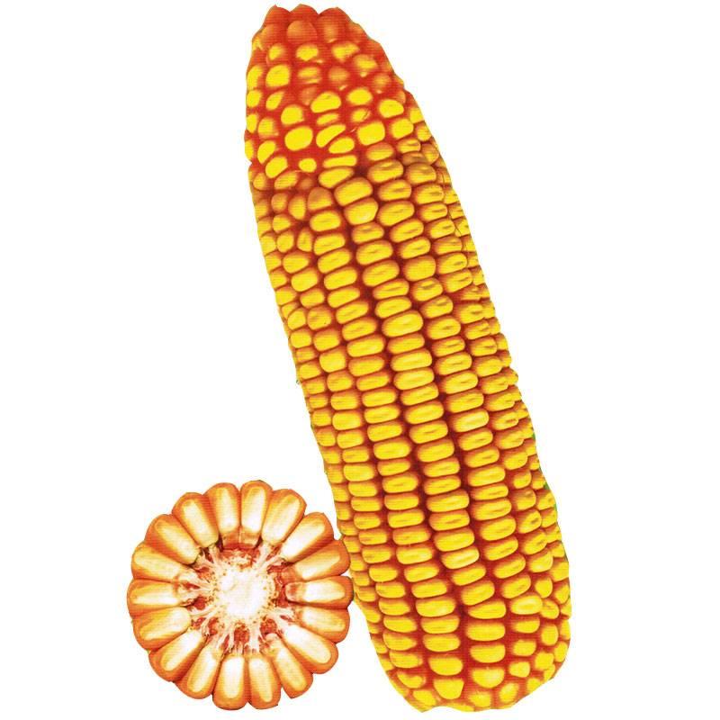 大田玉米种子高产郑单958饲料玉米种籽万盛68良玉99玉米种孑大全-图3