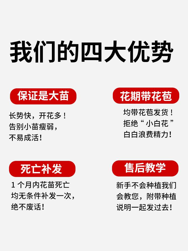 重瓣丹麦风铃花鲜花苗垂吊意大利风铃草盆栽垂吊垂钓蓝紫斑色带花-图3