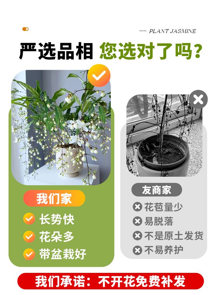 垂丝茉莉盆栽带花苞进口绿植室内花卉四季开花泰国垂吊植物大苗-图1