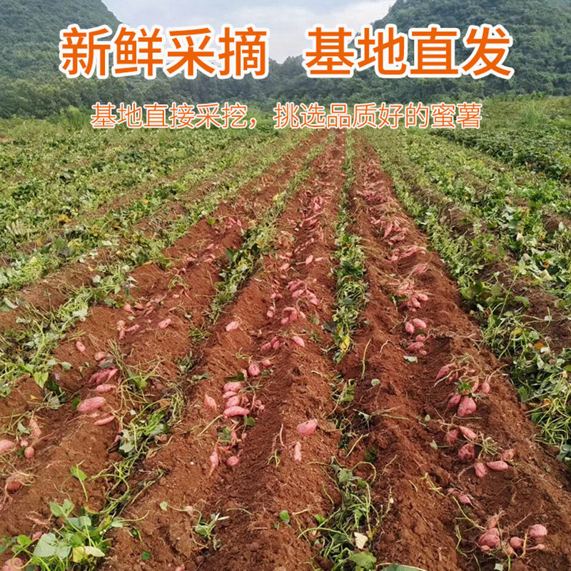 蜜薯糖心新鲜农家山东沙地红心地瓜 果湾村番薯