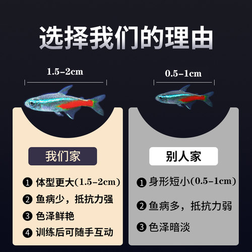 红绿灯鱼热带观赏鱼小型灯科鱼孔雀鱼斑马鱼宝莲灯鱼淡水鱼群游鱼 - 图2