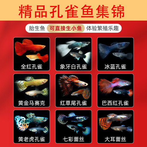 孔雀鱼鱼苗观赏鱼活体热带小型淡水好养耐活红绿灯斑马凤尾小鱼 - 图3