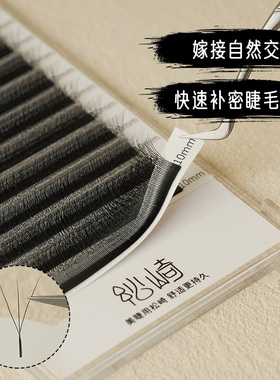 0.03三叶草嫁接睫轻软开花不散根