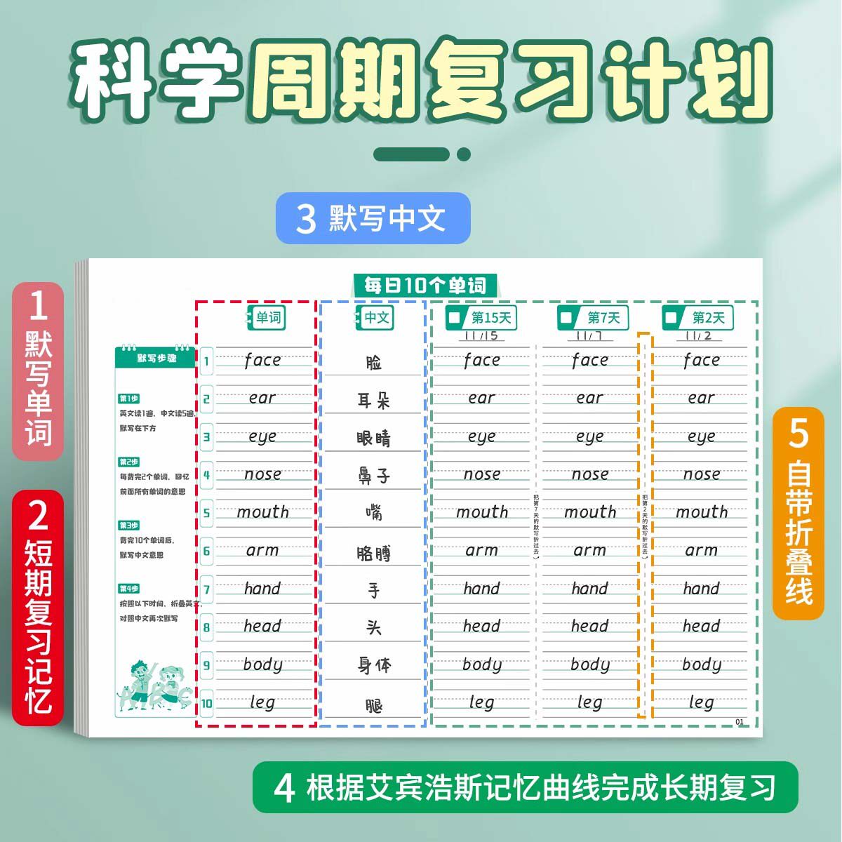 英语单词本艾宾浩斯记忆本小学生初中生单词记背神器遗忘记忆曲线单词默写本三四年级背单词日积月累每日10词