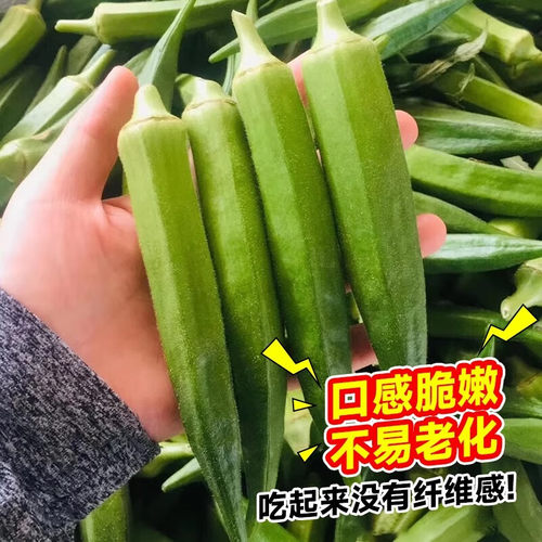 各种秋葵苗蔬菜苗秧大苗带土春季阳台庭院播种植水果红黄秋葵苗 - 图2