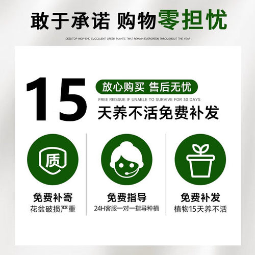 大盆金钻绿公主盆栽水培绿植室内好养花卉大叶绿萝四季旺宅植物 - 图3