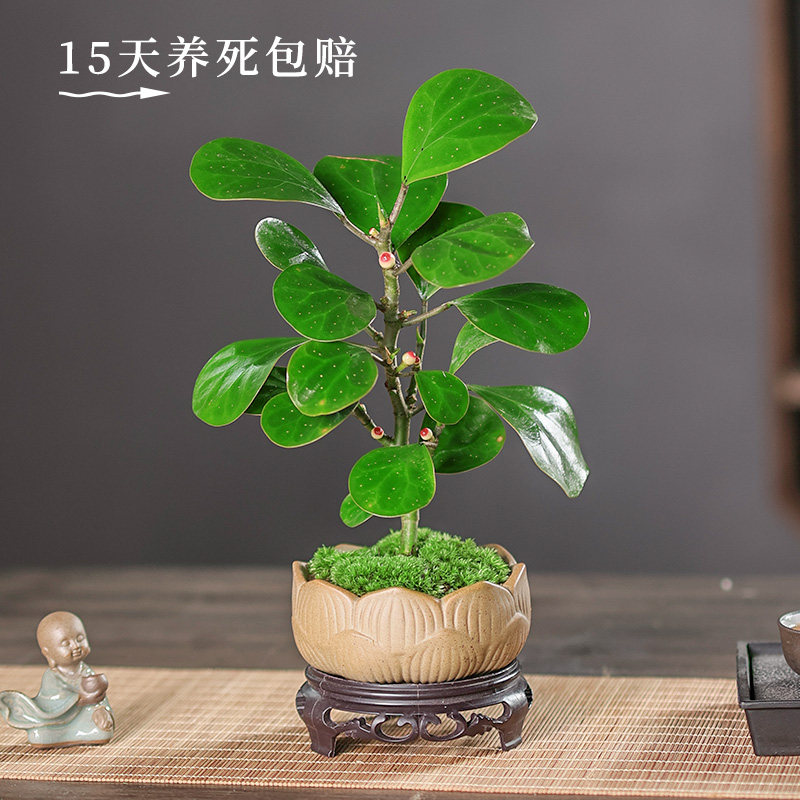 小盼菩提盆栽（带果发货）中式禅意植物办公室内桌面小绿植盆景