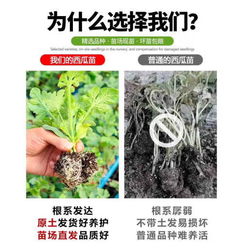 8424冰糖麒麟西瓜苗盆栽早佳懒汉无籽大西瓜秧苗地栽四季阳台苗 - 图1