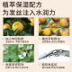 Liku Youte amino acid plant shampoo replacement