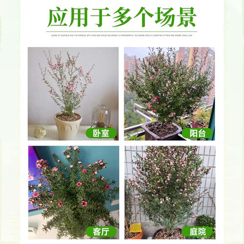松红梅盆栽室内外阳台庭院老桩多季开花大苗花卉地栽绿植物带花苞 - 图3