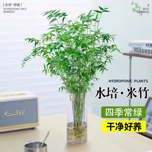 水培米竹盆栽室内水养植物观音竹富贵竹南天竹四季懒人绿植好养活 - 图1