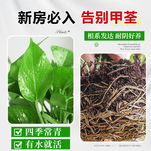 绿萝盆栽办公室内桌面绿植水培好养大叶绿箩净化空气好养除醛植物 - 图2