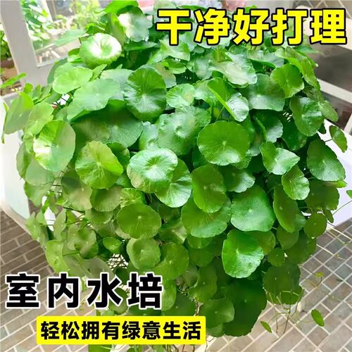大叶铜钱草水培植物室内好养水养金钱草花卉绿植盆栽鱼缸水草专用 - 图2