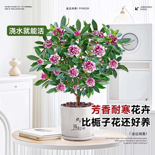 金边瑞香盆栽浓香型带花苞大苗老桩客厅室内花卉四季耐寒植物盆景 - 图3