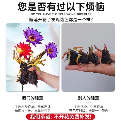 睡莲根块水培植物四季水养荷花水莲花盆栽花卉水池塘大睡莲带花苞 - 图0