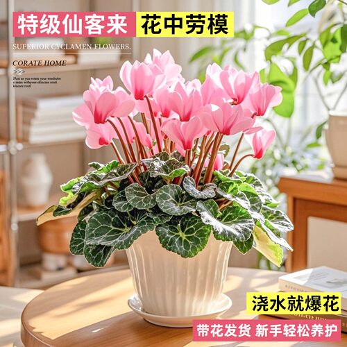 仙客来盆栽带花苞室内客厅花卉重瓣年宵花好养大花苗观花植物易活 - 图1