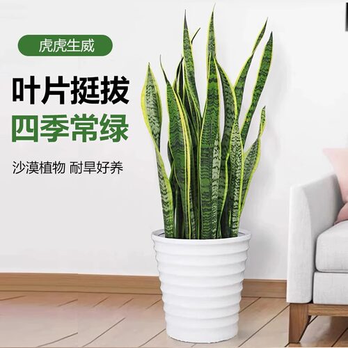 金边虎皮兰盆栽花卉绿植水培植物办公室内好养易活净化空气虎尾兰 - 图1