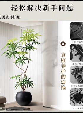 孔雀木仿生绿植客厅氛围树盆栽