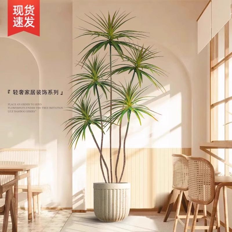 龙血树客厅绿植室内大型盆景好养落地盆栽旺宅植物花盆千年木禄植 - 图2