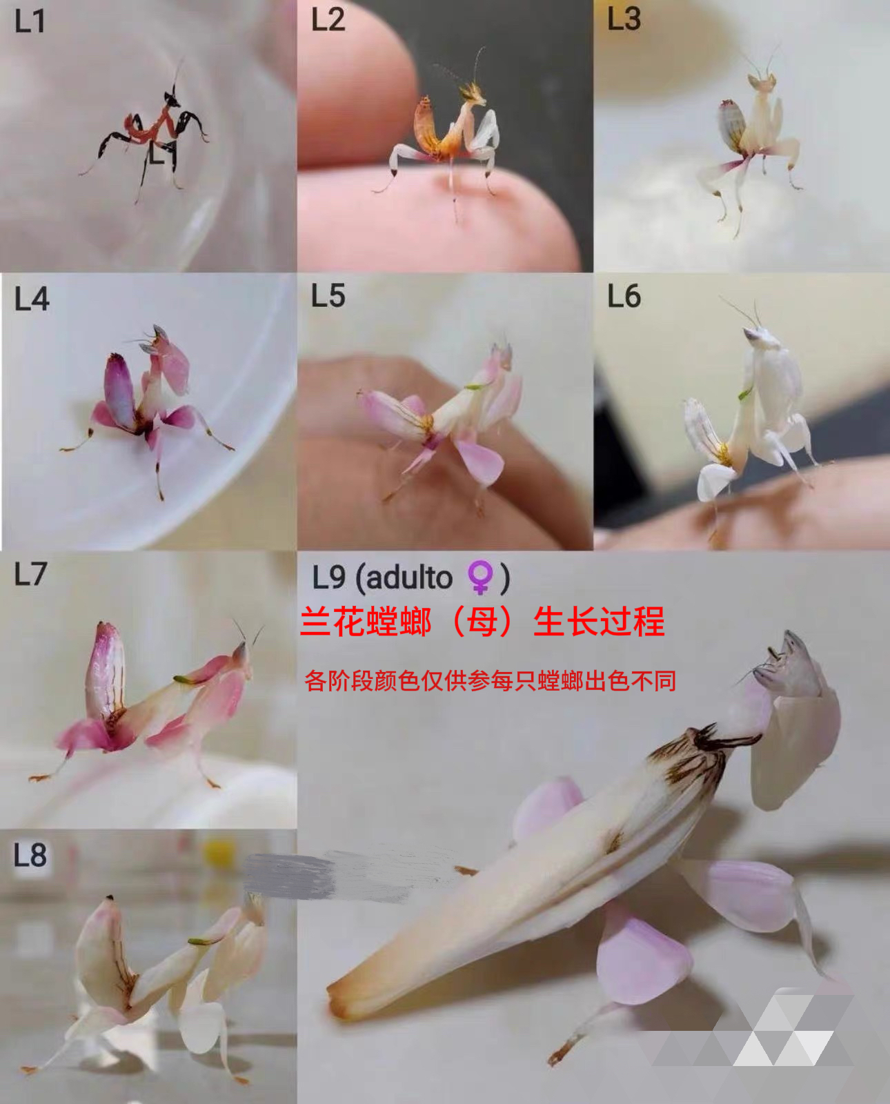 螳螂宠物兰花螳螂活体螳螂活体昆虫小朋友礼物微距摄影微景观造景-图0