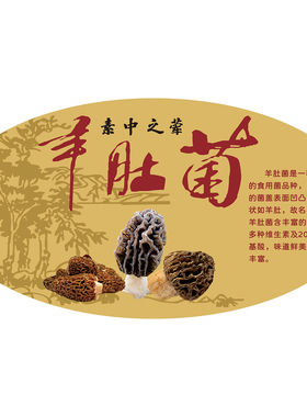 野生蘑菇食用菌香菇牛肝菌羊肚菌美食功效药效介绍海报展板广告画