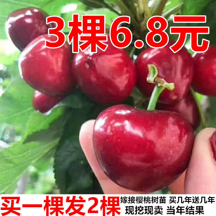 {买1棵发2 3 然居优品店特价区丝带/绸带/布带