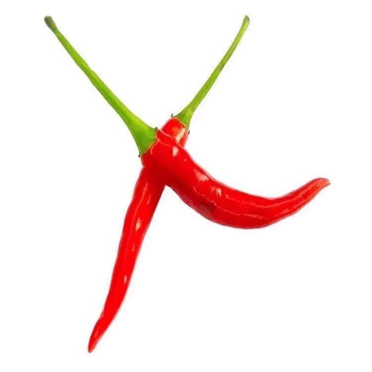 朝天椒苗秧特辣小米辣椒苗指天椒种苗四季南方阳台盆栽菜苗孑,淘宝优惠券,粉丝福利购,淘宝优惠卷