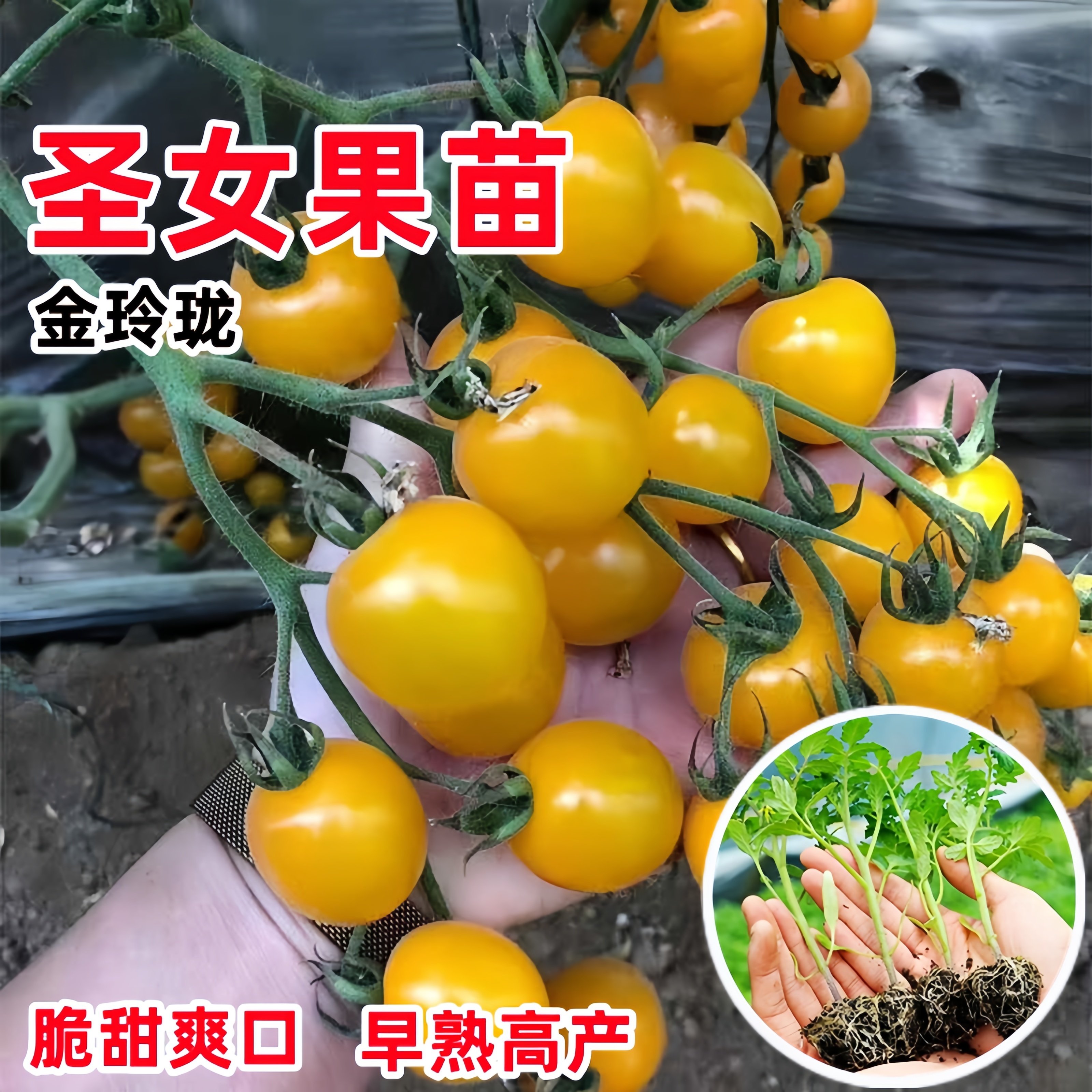 圣女果苗秧瀑布小番茄苗樱桃西红柿苗矮生黄色四季盆栽蔬菜苗,淘宝优惠券,粉丝福利购,淘宝优惠卷