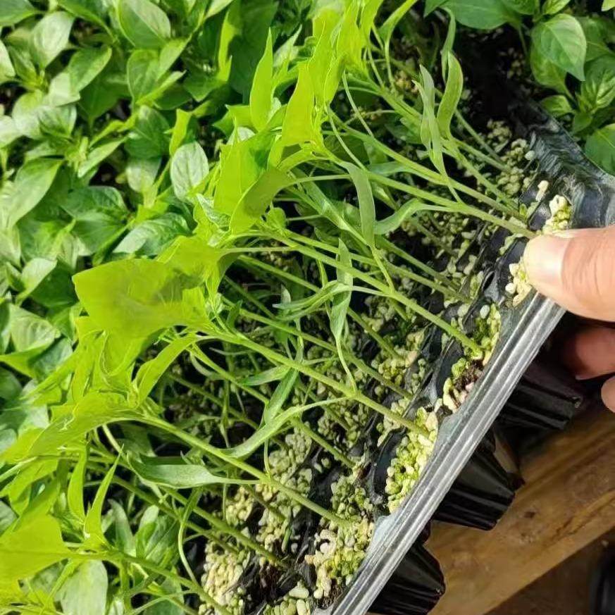 朝天椒苗秧特辣小米辣椒苗指天椒种苗四季南方阳台盆栽菜苗孑,淘宝优惠券,粉丝福利购,淘宝优惠卷