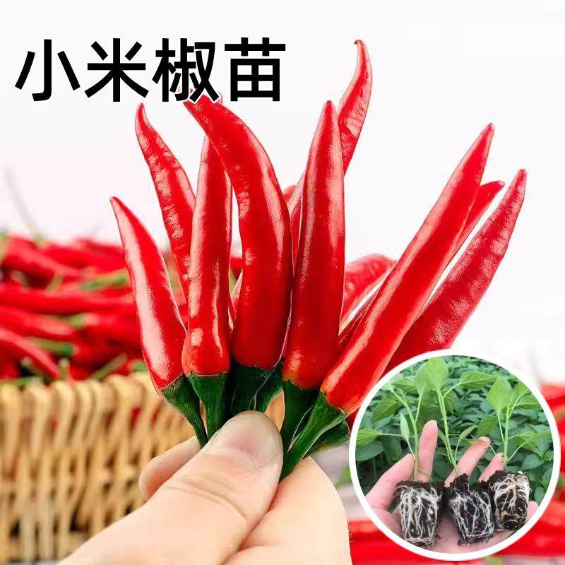 朝天椒苗秧特辣小米辣椒苗指天椒种苗四季南方阳台盆栽菜苗孑,淘宝优惠券,粉丝福利购,淘宝优惠卷