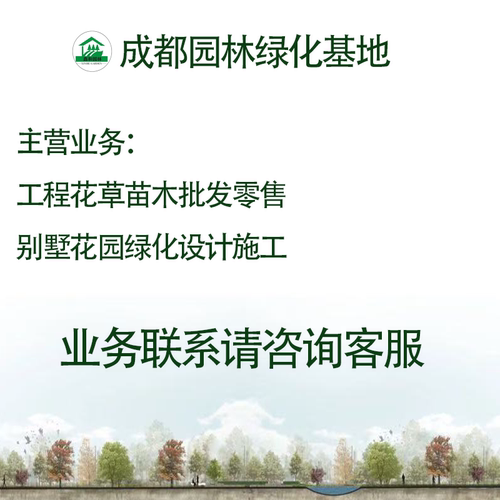 狭叶十大功劳绿植庭院园林绿化工程树苗十大功劳四季常青观叶植物 - 图2