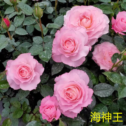 钻石玫瑰红钻月季花苗盆栽多季开花欧月浓香灌木阳台绿植物花卉 - 图0