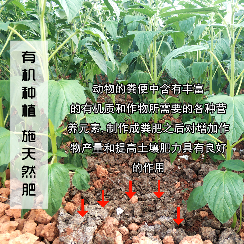 香油纯芝麻油调味凉拌菜火锅油碟纯正小磨月子油家用正宗无添加 - 图2