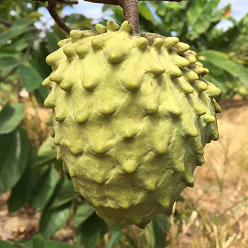 四川攀枝花市农家种植直发新鲜台湾牛奶凤梨释迦水果五斤整箱包邮 - 图2