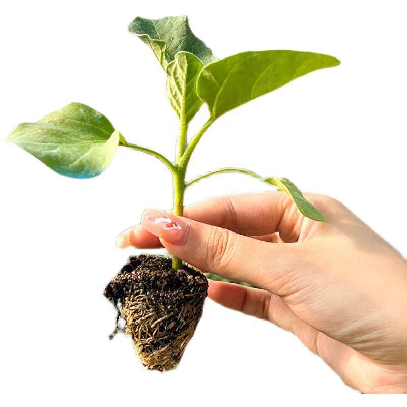 茄子苗长线茄苗蔬菜紫长茄子青茄孑圆茄辣椒西红柿各种秧苗穴盘苗,淘宝优惠券,粉丝福利购,淘宝优惠卷