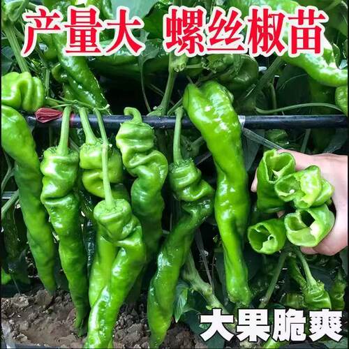优质辣椒苗高产特大螺丝椒苗子香辣大果秧苗四季盆栽阳台薄皮椒苗 - 图2