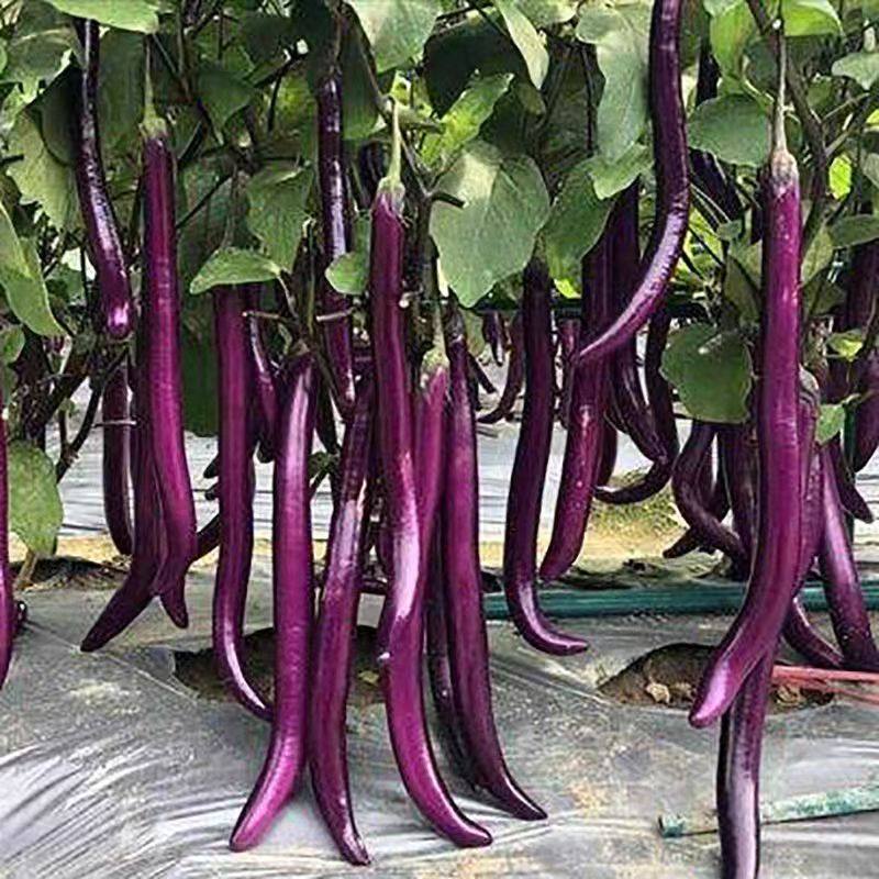 茄子苗长线茄苗蔬菜紫长茄子青茄孑圆茄辣椒西红柿各种秧苗穴盘苗,淘宝优惠券,粉丝福利购,淘宝优惠卷