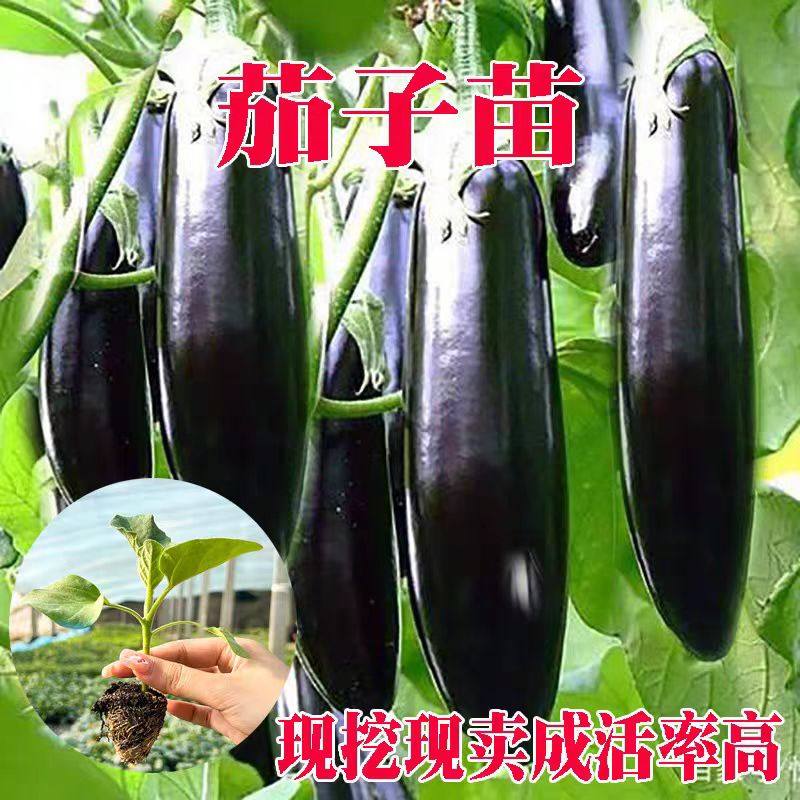 茄子苗长线茄苗蔬菜紫长茄子青茄孑圆茄辣椒西红柿各种秧苗穴盘苗,淘宝优惠券,粉丝福利购,淘宝优惠卷