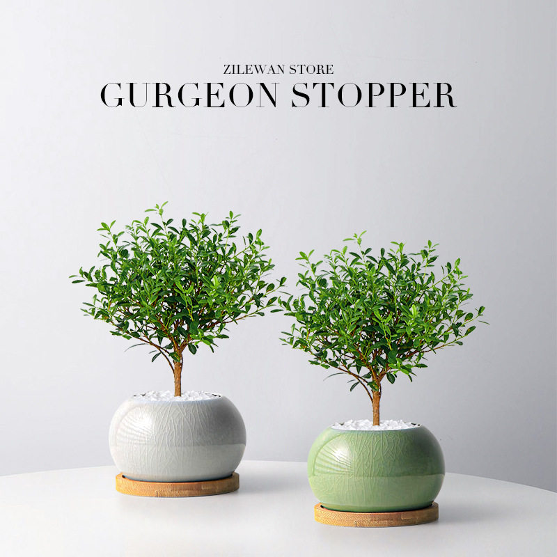 小叶赤楠盆景楠木盆栽客厅书房茶几绿植办公室内桌面绿植盆栽,淘宝优惠券,粉丝福利购,淘宝优惠卷